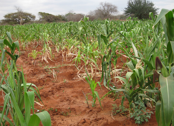 A crop field in Africa.